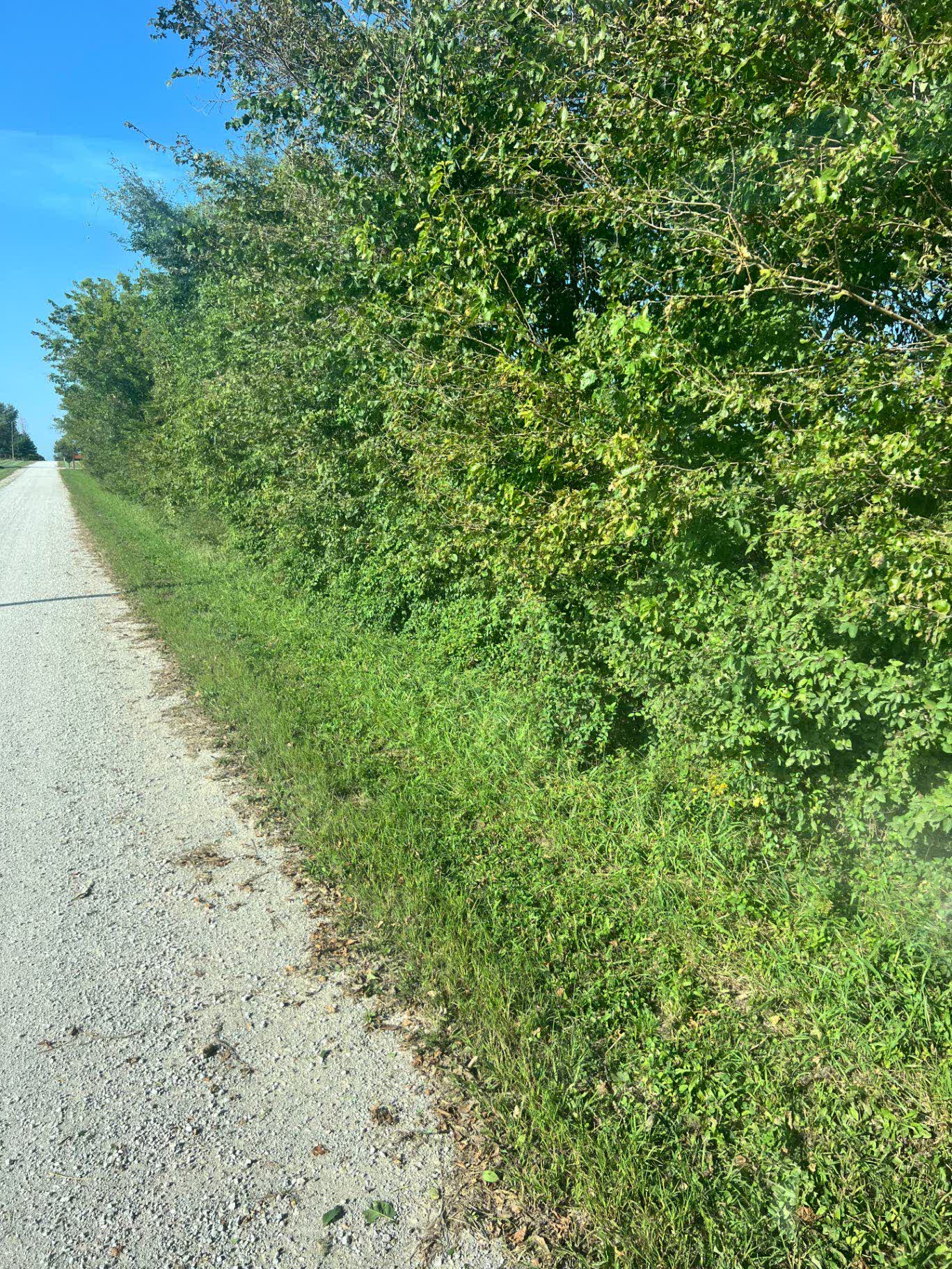 Brush Clearing