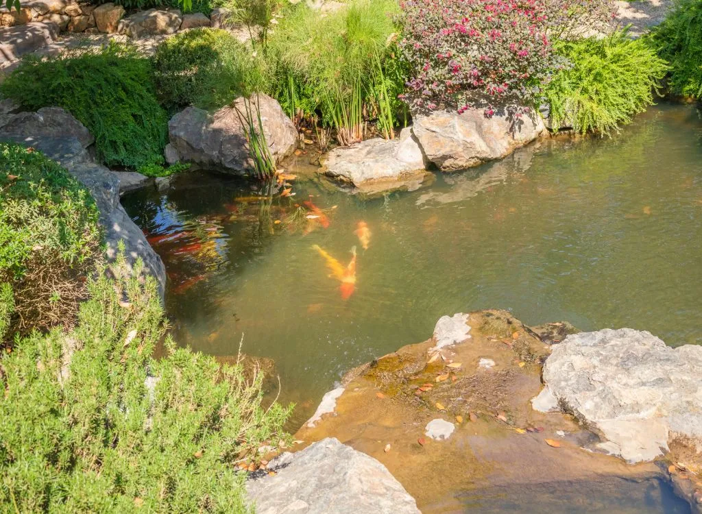The 11 Types Of Koi Fish You NEED To Know article illustration