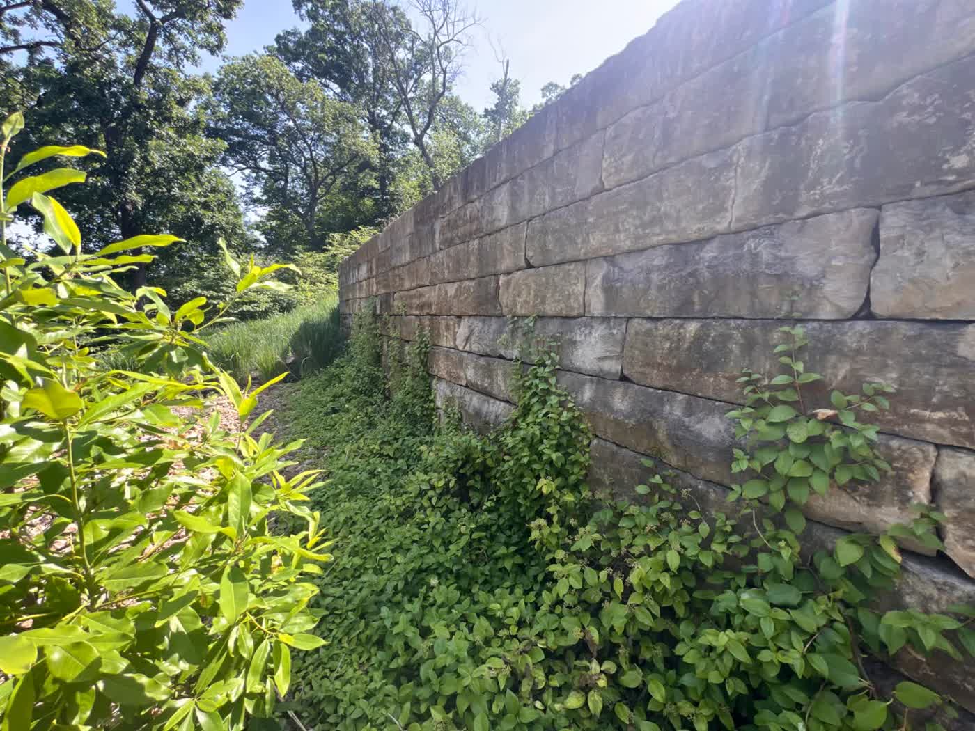 Large stone block retaining wall with vines