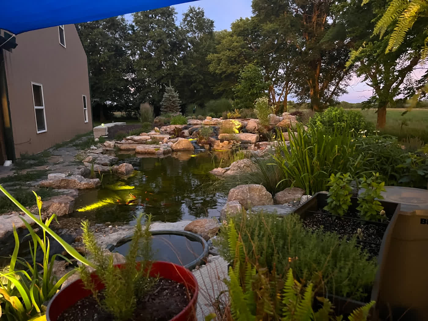 Swim pond with koi fish and lush landscape