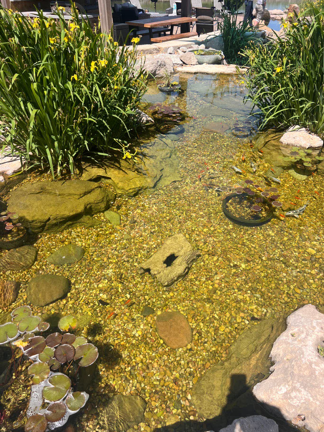 Regeneration zone with lily pads and aquatic plants