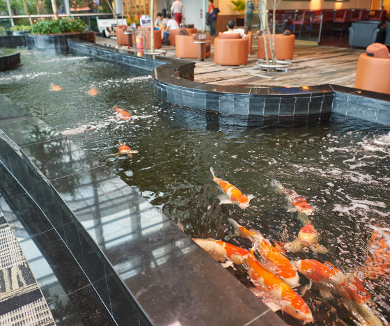 a group of goldfish swimming in a large pond.